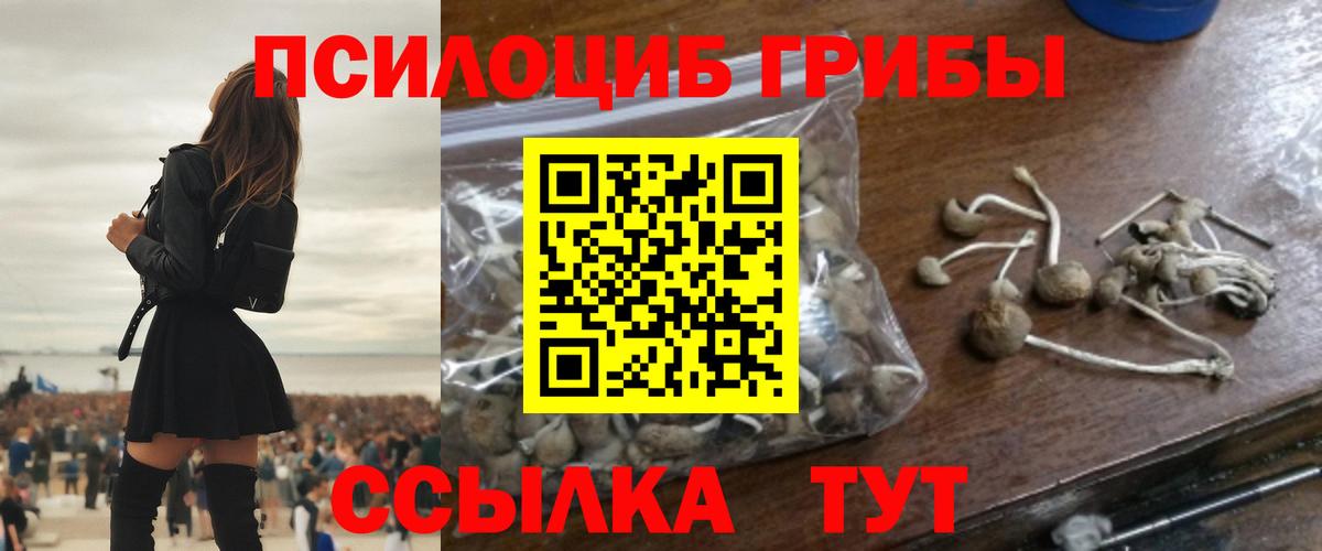 Артём  Галлюциногенные грибы Psilocybine cubensis  Вход с VPN 